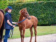 KS300622-54 - Cupboard Love & foal by Territories